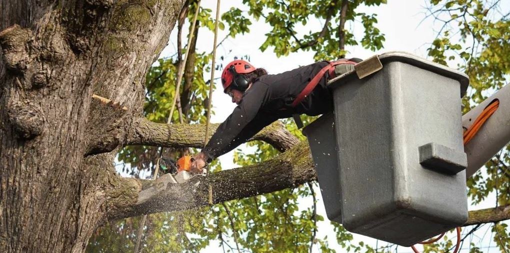 Read more about the article Essential Tree Trimming Services in Albany, NY: Enhancing the Beauty and Safety of Your Property