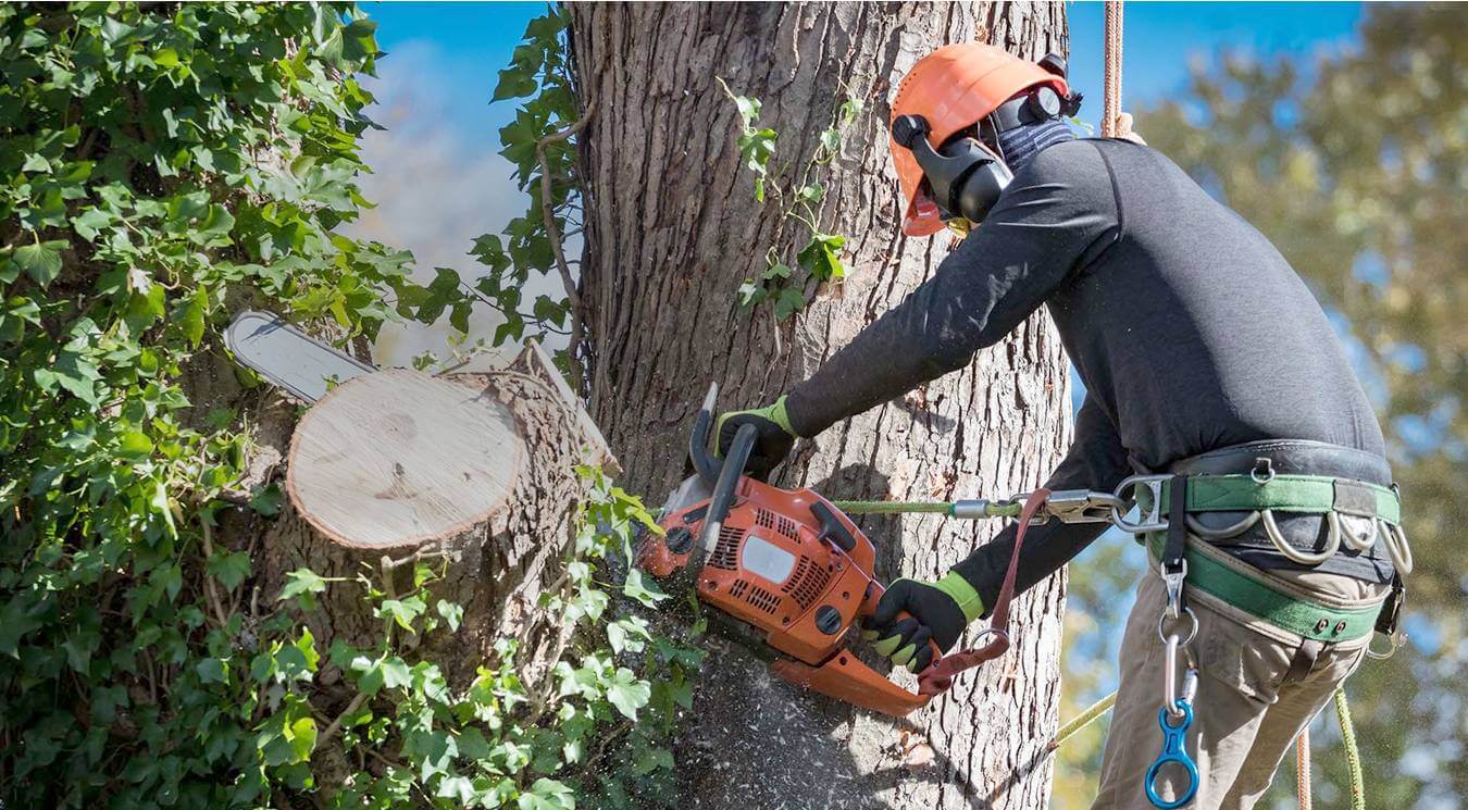 Read more about the article KD Tree Albany NY: Your Reliable Partner in Emergency Tree Removal and Land Clearing Services