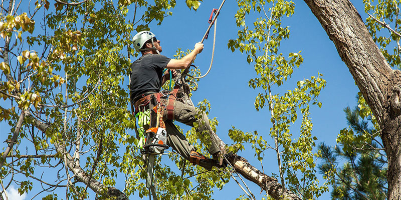 Read more about the article Comprehensive Tree Services in Albany, NY: KD Tree Albany NY