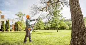Read more about the article A Complete Guide to Tree Trimming: Doing it Right with KD Tree Albany NY