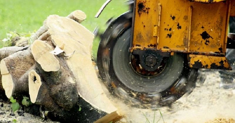 You are currently viewing Stump Grinding: The Best Way To Get Rid Of Stumps!