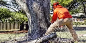 Read more about the article When to Call for Emergency Tree Removal Services?