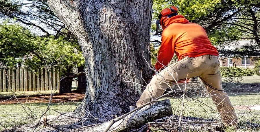 You are currently viewing When to Call for Emergency Tree Removal Services?