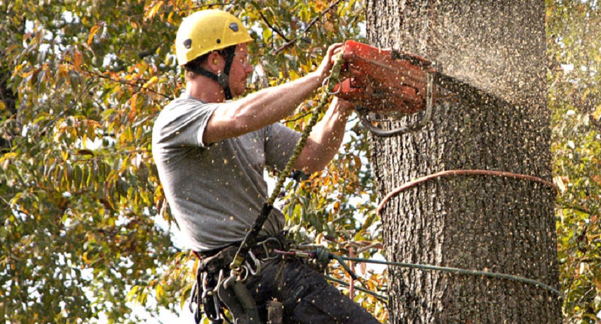 You are currently viewing Trusted Emergency Tree Services in Albany NY