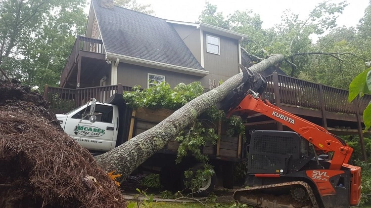 You are currently viewing Quick and Efficient Emergency Tree Services in Albany, NY