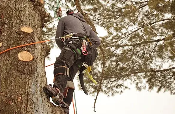 You are currently viewing Top-Notch Professional Tree Services in Albany, NY