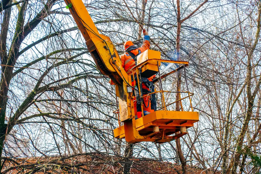 Best Tree Service in Albany, NY | Removal & Stump Grinding