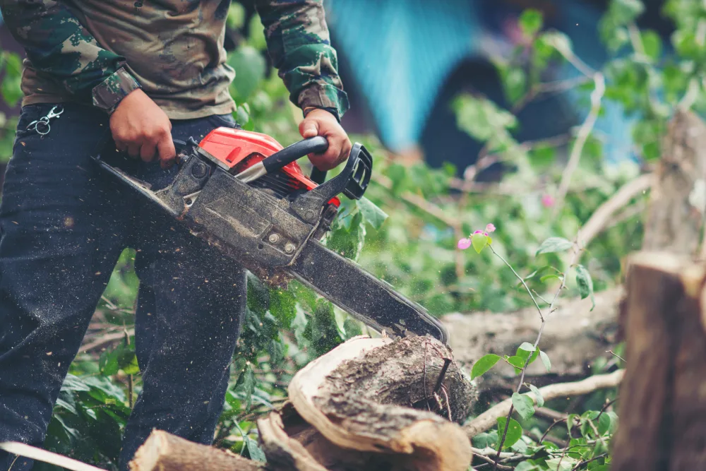 Tree Service Erie, PA | Best Tree Removal & Trimming