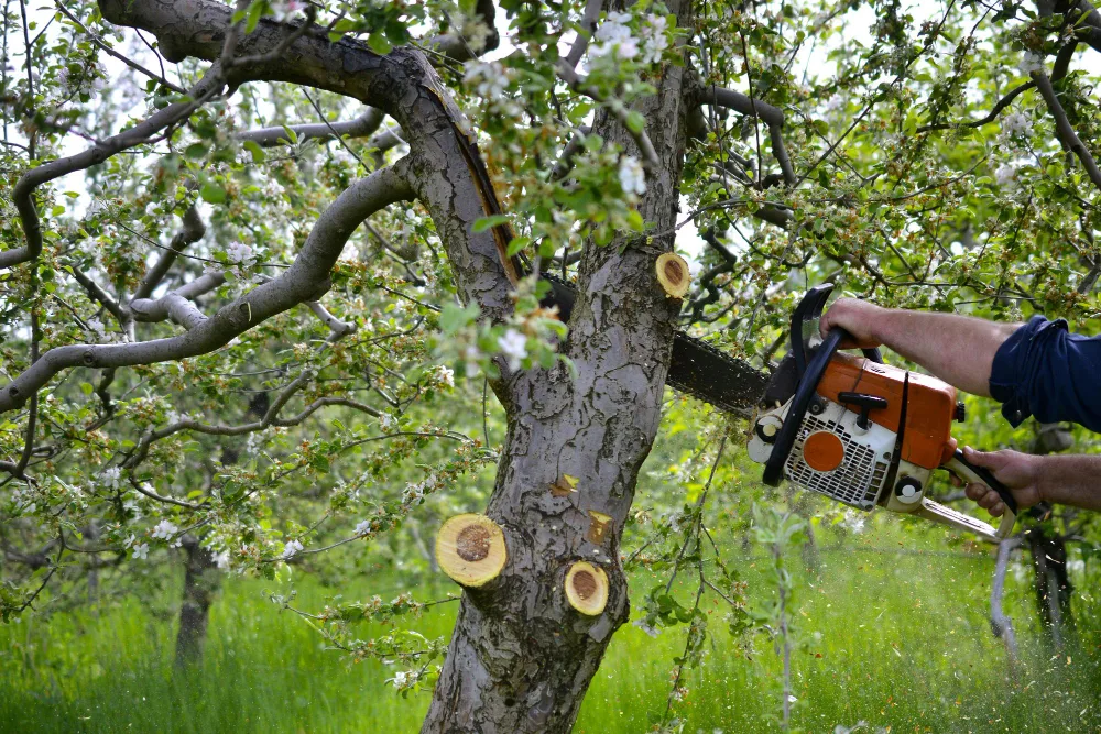 Tree Service Erie, PA | Best Tree Removal & Trimming