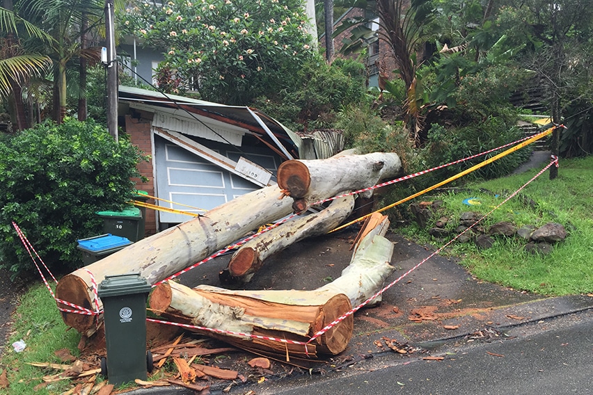 KD Tree Service | Tree Removal & Trimming Slingerlands, NY