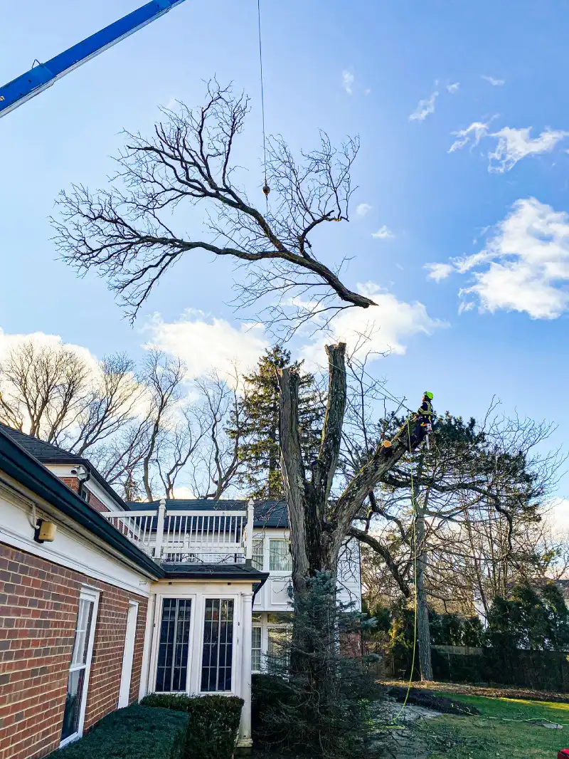 Best Tree Service in Albany, NY | Removal & Stump Grinding