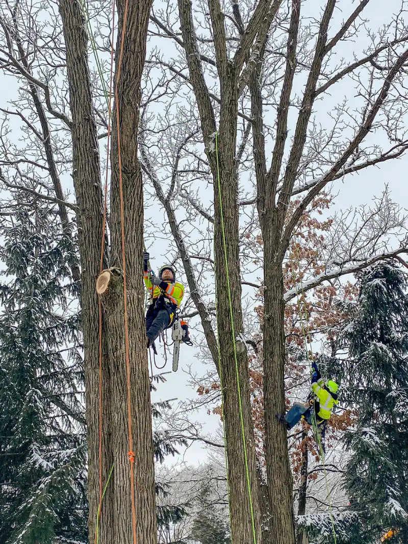 Best Tree Service in Albany, NY | Removal & Stump Grinding