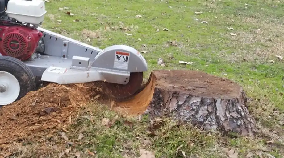 Best Tree Service in Albany, NY | Removal & Stump Grinding