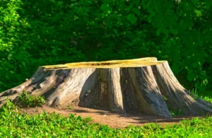 103 tree trimming Jackson