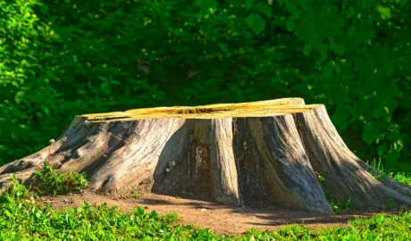 103 tree trimming Jackson