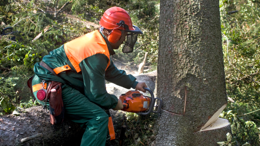 A worker using a chainsaw to cut a tree while a crane assists in the removal process.