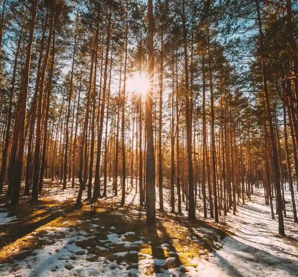 Greenwood MO Tree Service