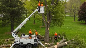 Tree service team in Erie, PA using a crane to lift a tree, reflecting service complexity and cost