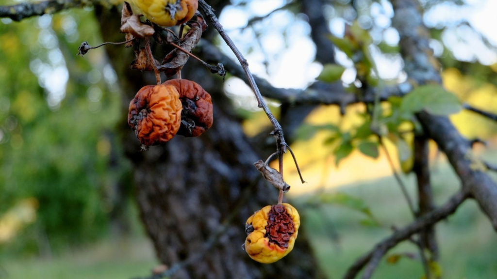 A close-up of diseased fruit, showcasing issues that an arborist might assess during a consultation