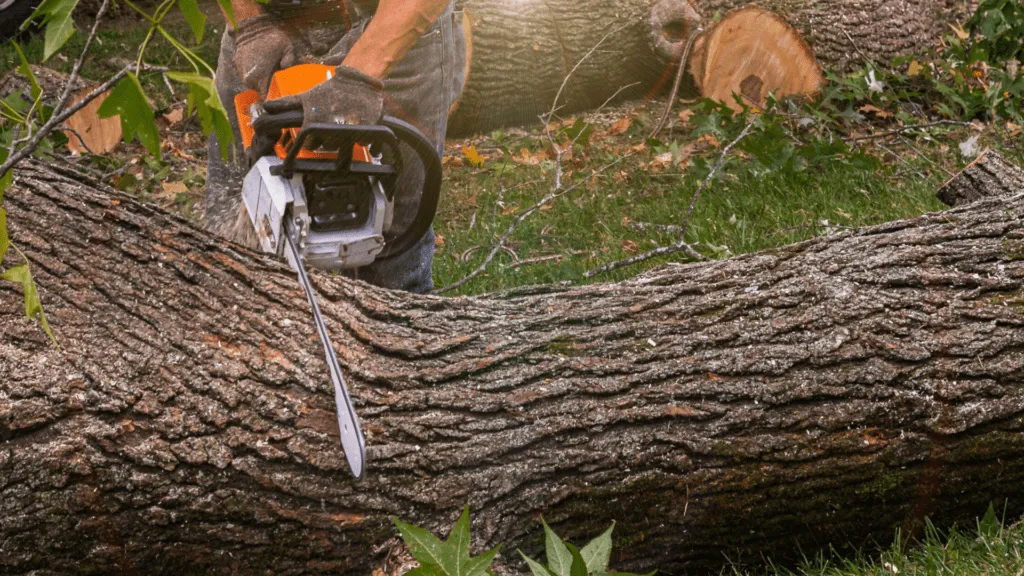 Tree Removal 1 commercial tree services