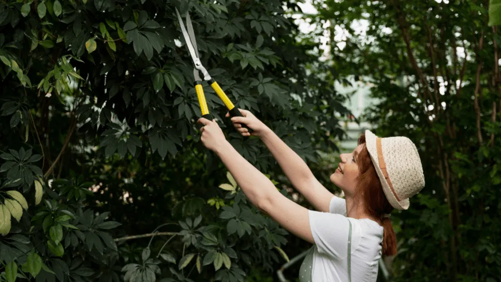 Tree Trimming Pruning commercial tree services