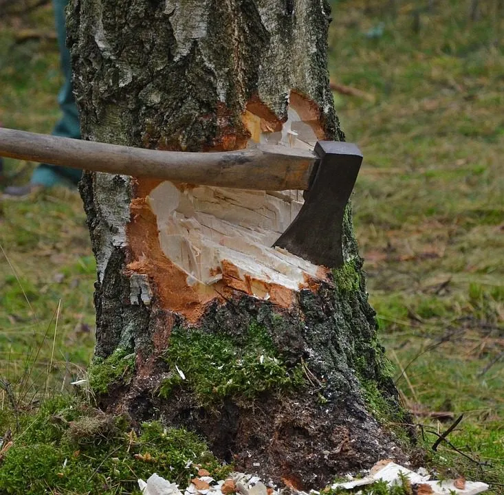 A person using an axe to cut down a tree as part of tree service operations.