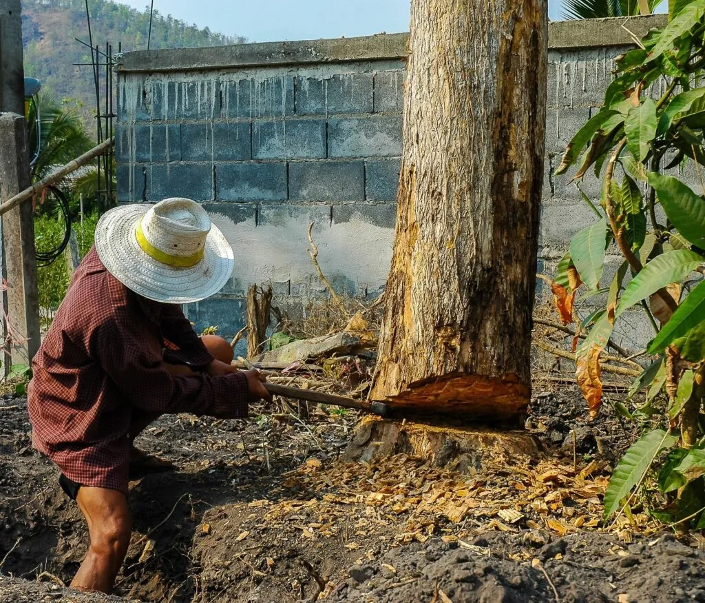 A man wearing a hat using an axe to cut a tree during tree service work