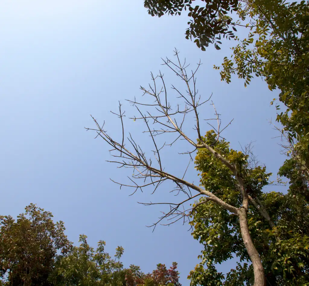 trees die Tree Service