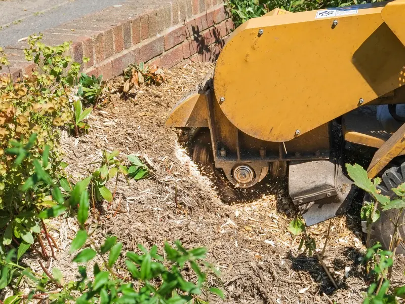 Step-by-step guide to stump grinding in Erie