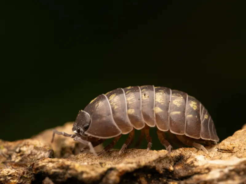 Why are bugs attracted to tree stumps?