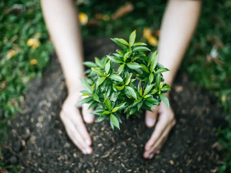 Signs of Tree Health Issues