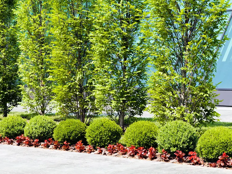 Here’s How to Choose Trees Buffalo Commercial