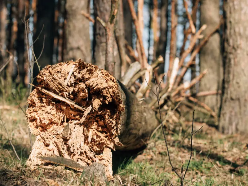 Can storm-damaged trees be saved