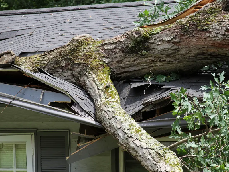 Tree wind damage prevention Determine Whether You Can Save Damaged and Fallen Trees.