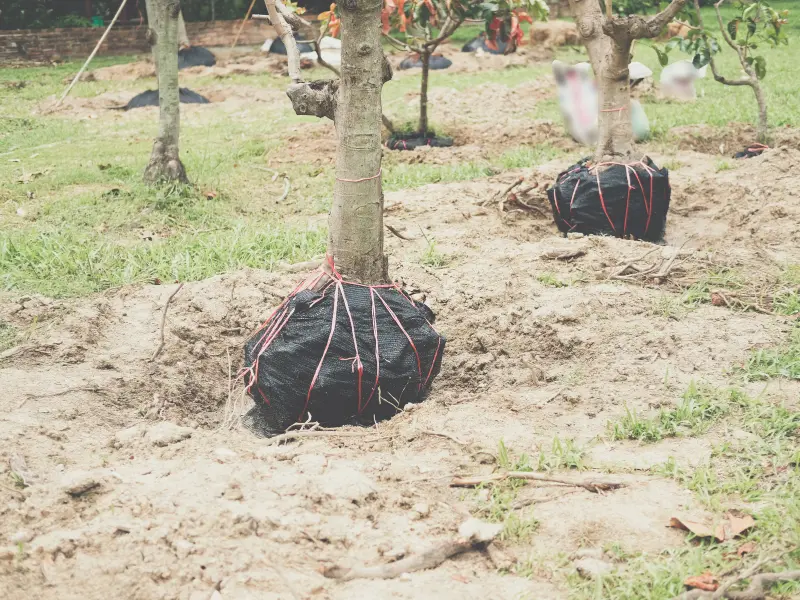Winter Tree Protection Tips Erie