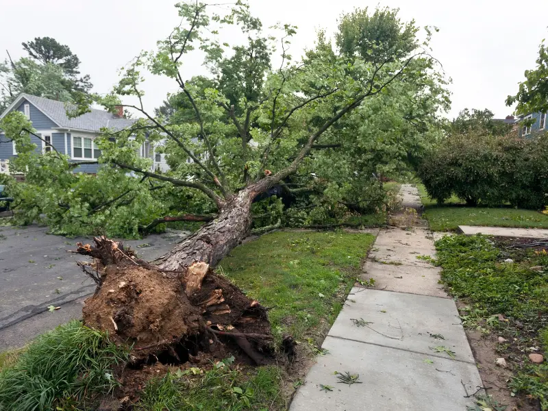 How to save a tree that’s been damaged by a storm