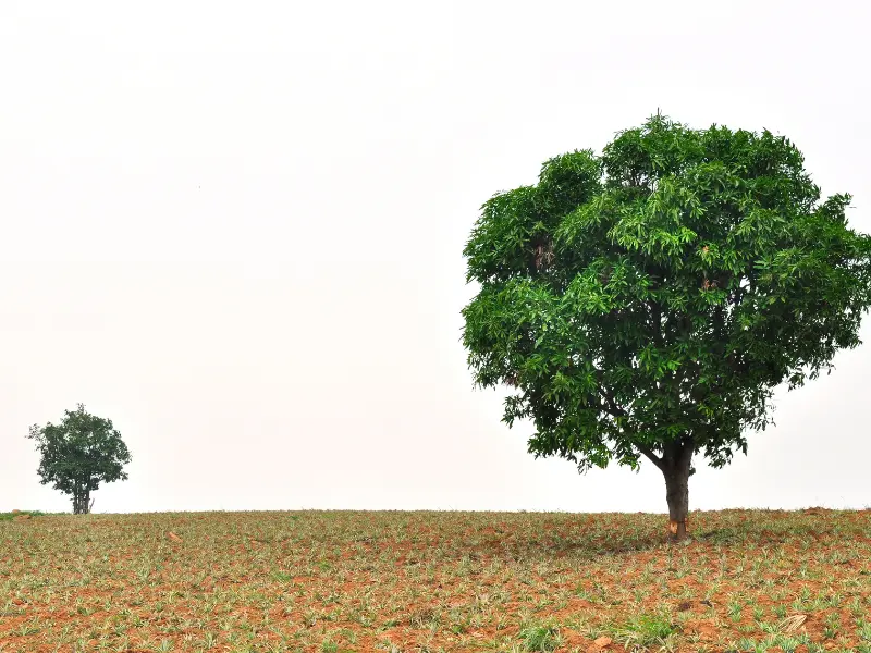 Different types of trees - small to large