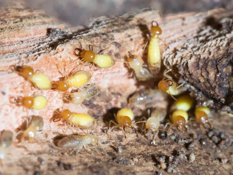 How To Get Rid of Termites in Tree Stumps Around Your Home