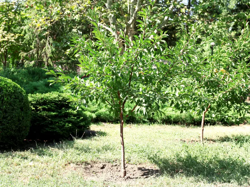 Number 2. Crown Thinning: Enhancing Light and Reducing Wind Resistance