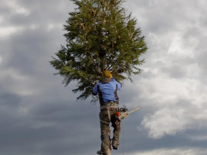 How tree cabling helps with stability