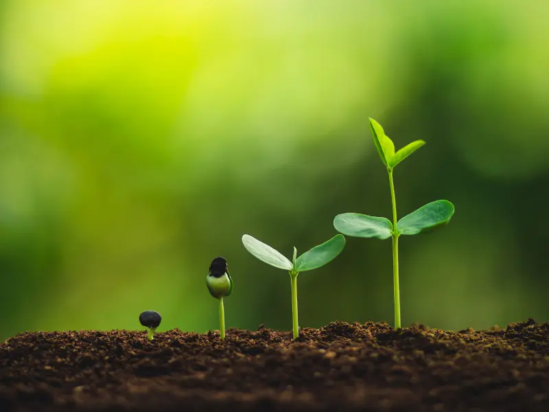 Get Expert Advice, Step-by-step guide to planting commercial trees in Buffalo NY.