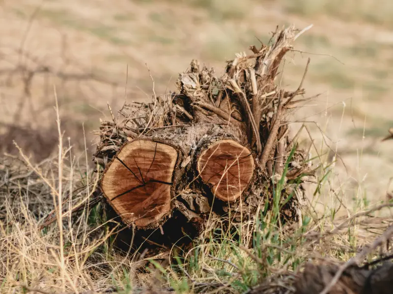 Reasons for Residential Stump Removal Erie