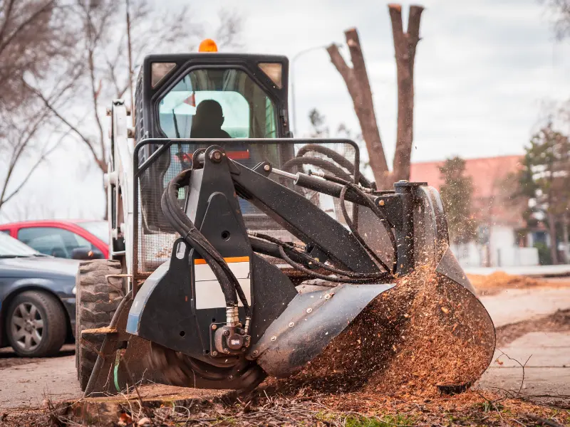 Seasonal Considerations for Stump Removal