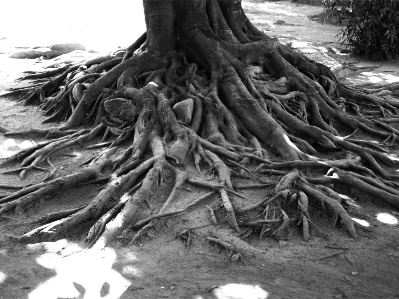 What happens to roots after grinding?