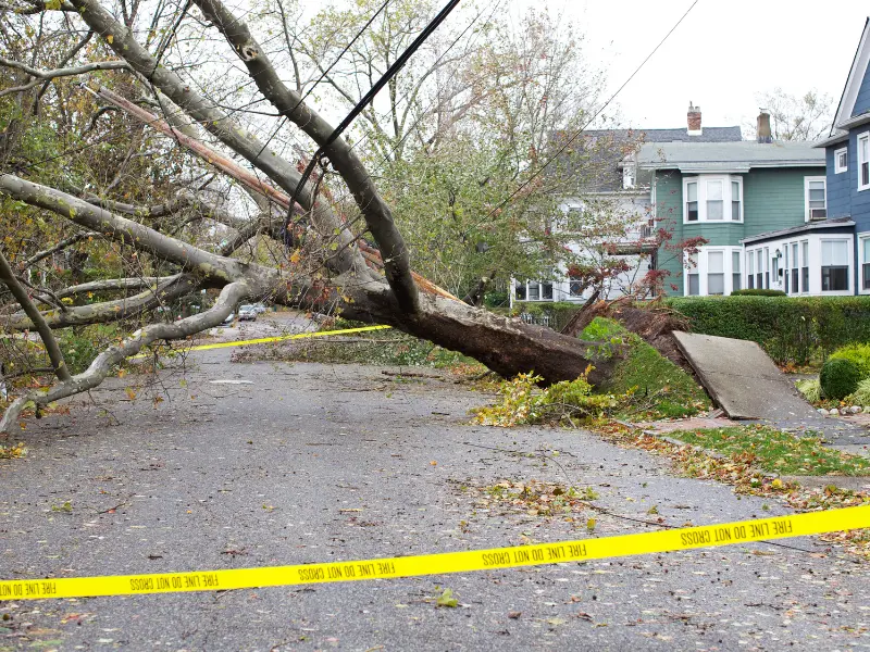 1. Treat Trees After a Storm Damage
