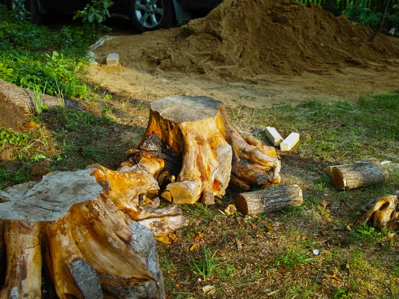 Why Should You Remove Tree Stumps?