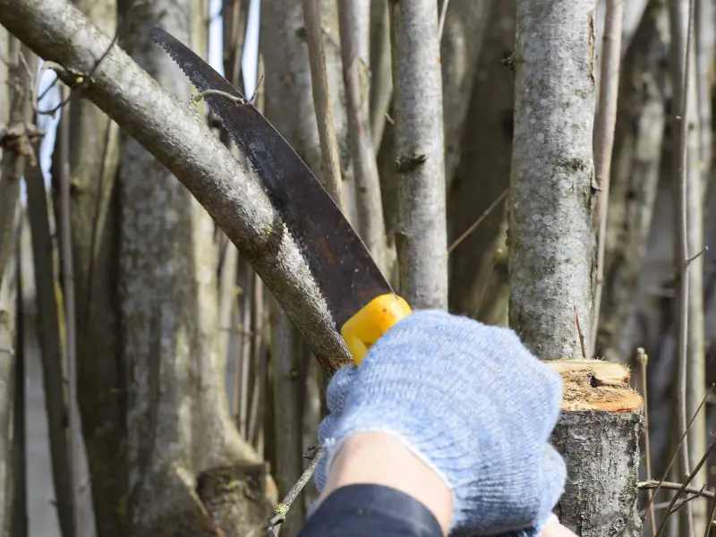 The Birth of Modern Arborology or the evolution of tree care industry