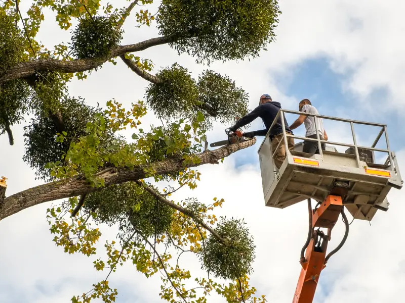 Tree removal with crane and saws”