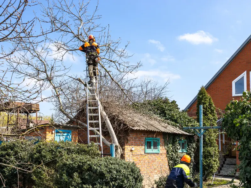Late 20th Century Arboriculture