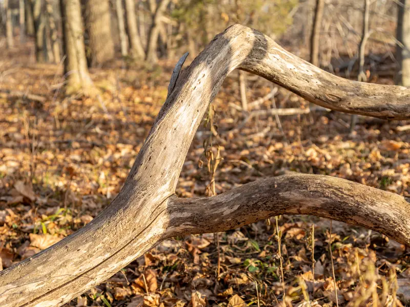 Number 5. Deadwooding: Removing Dead or Diseased Branches